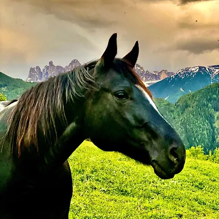 Apartment Oberprantschöllhof - Horse Mountain Stable
