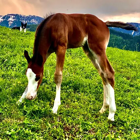 Oberprantschöllhof - Horse Mountain Stable Apartment Brixen